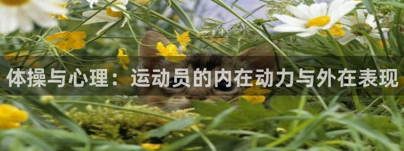 凯发官方正版app集团简介：体操与心理：运动员的内在